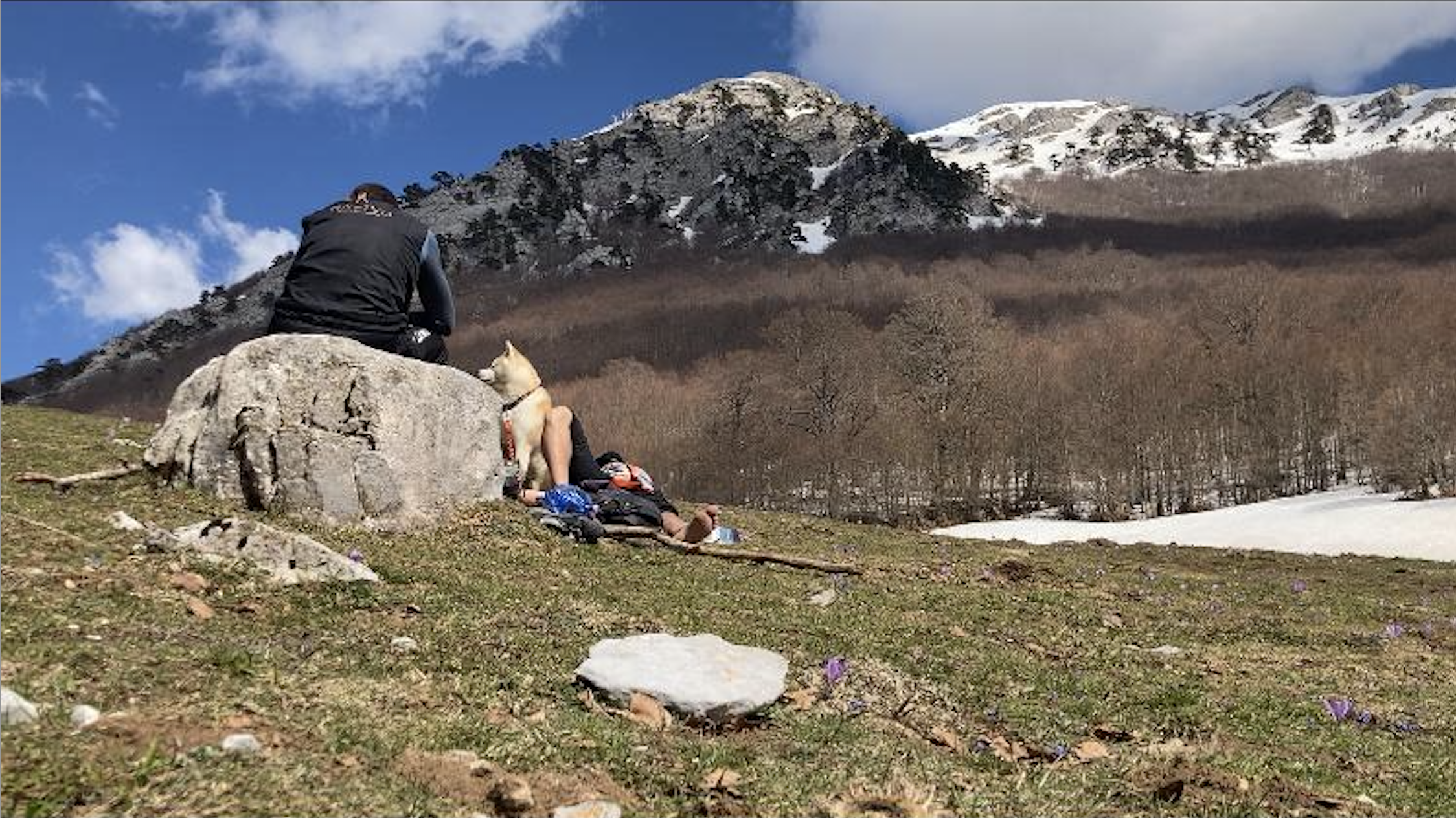 Pollino